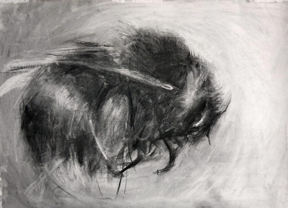 Dead Bee 1